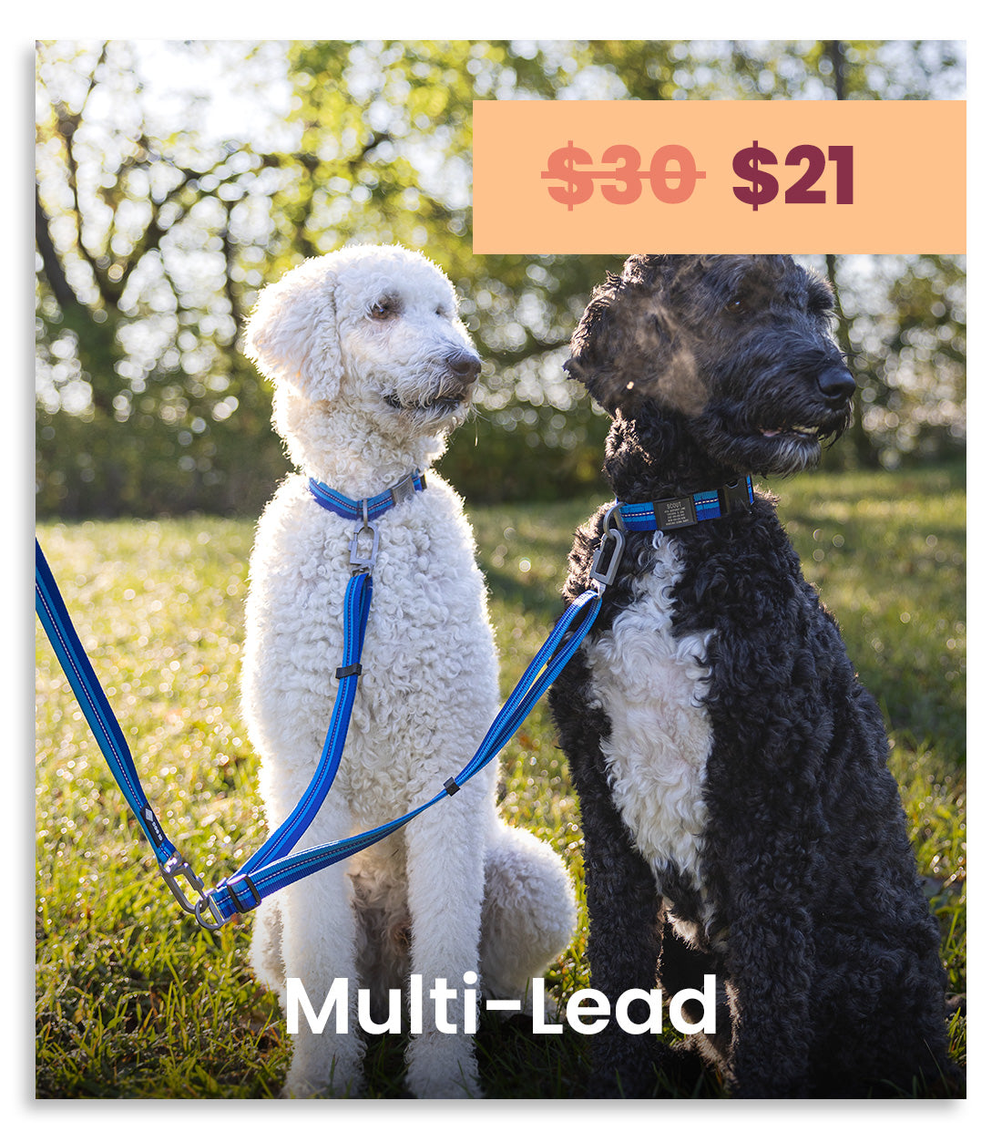 Two dogs sitting outdoors on grass, each wearing a blue leash and collar, with the text 'Multi-Lead' and a price overlay '$30 $21' on a warm blurred background.