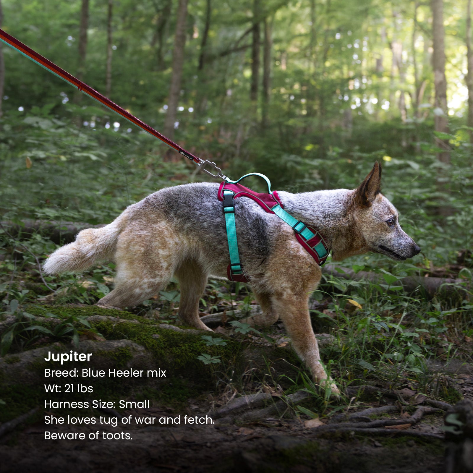 Harness + ID + Leash ID