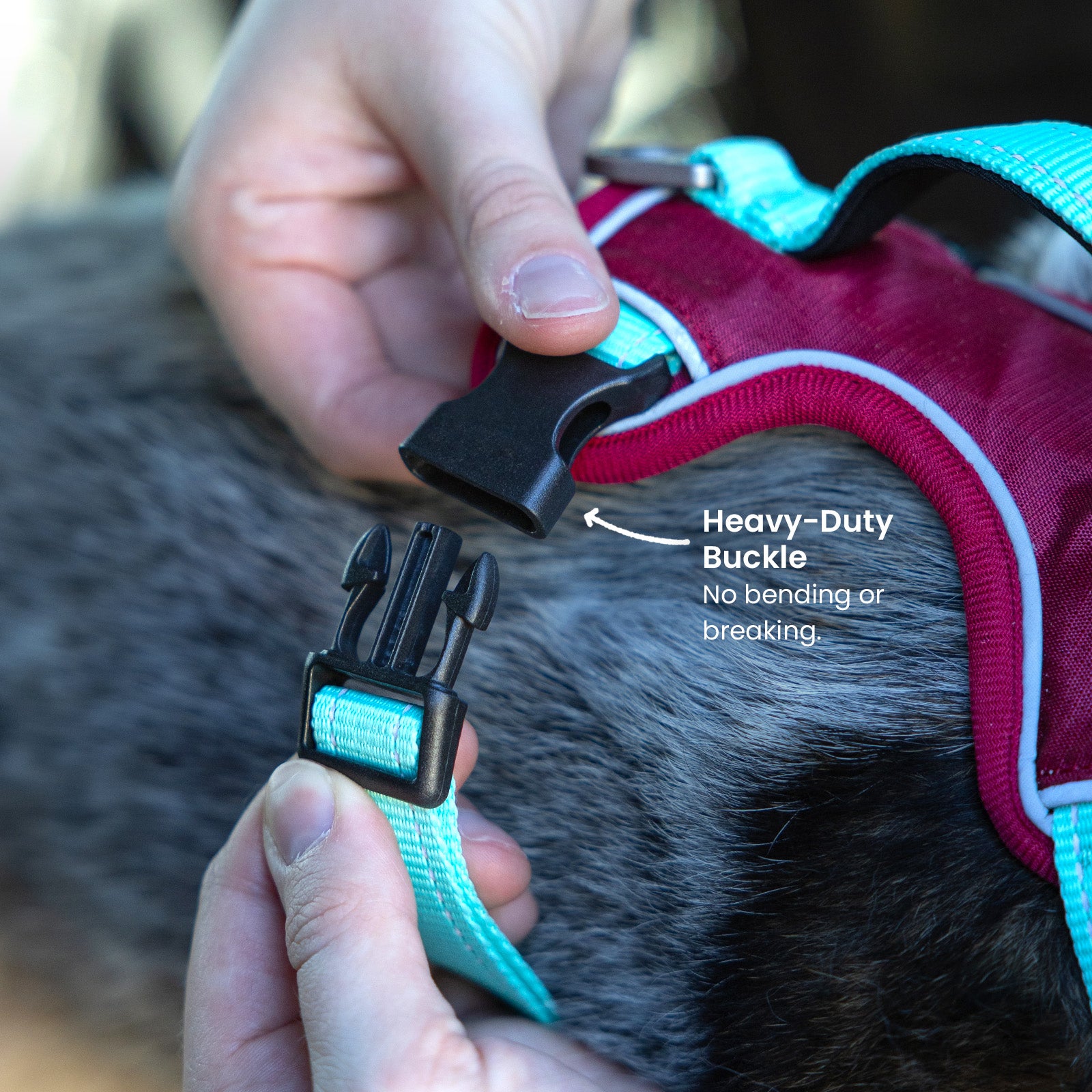 Harness + ID + Leash ID