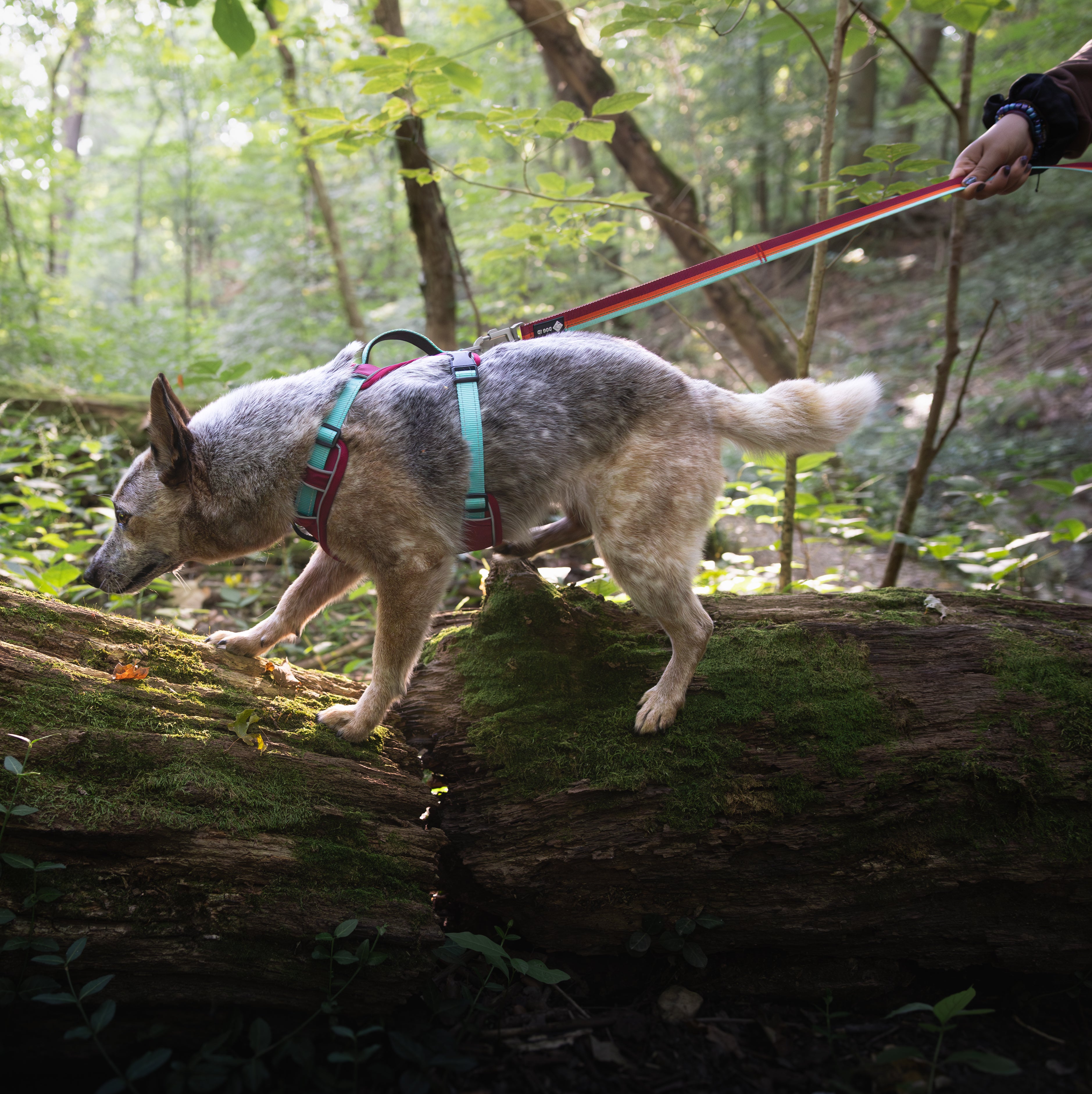 Dog wearing DOG iD no-pull harness outdoors near a tree — comfortable fit with no chafing