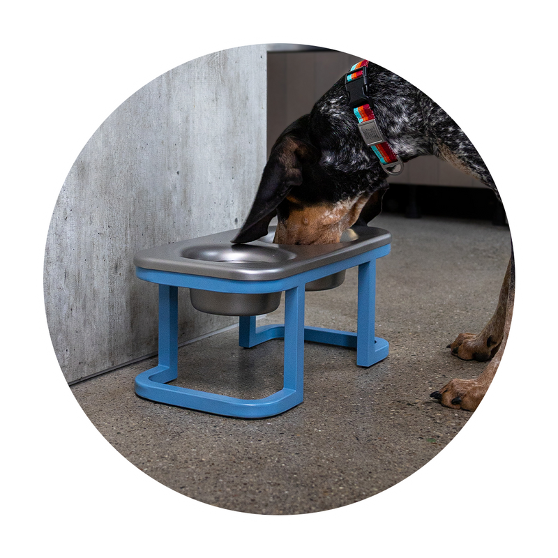 Dog drinking from a elevated blue Better bowl on a concrete floor.. Elevated stand. Reduces neck strain. Aids digestion.