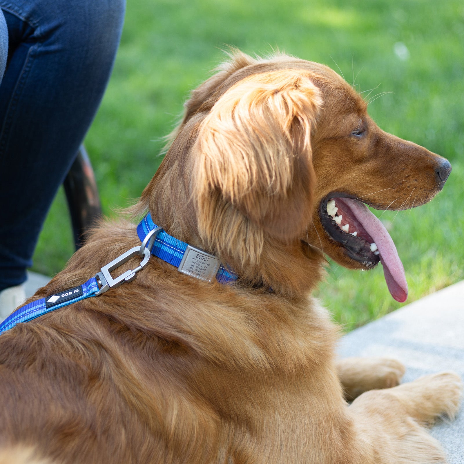 Legendary Leash Hands Free Lasts Fur ever