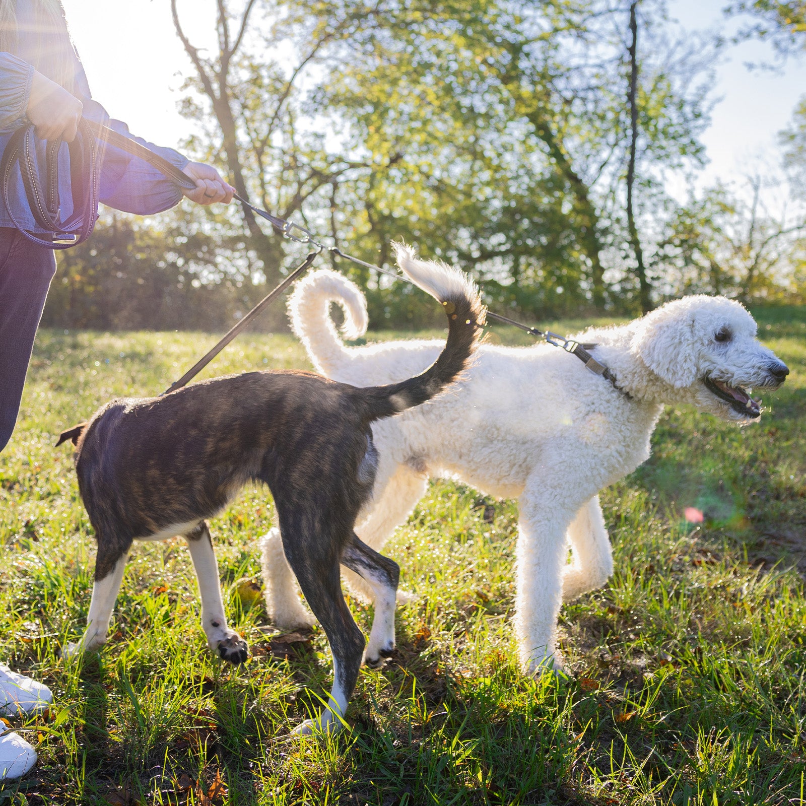 Multi-Lead Leash   