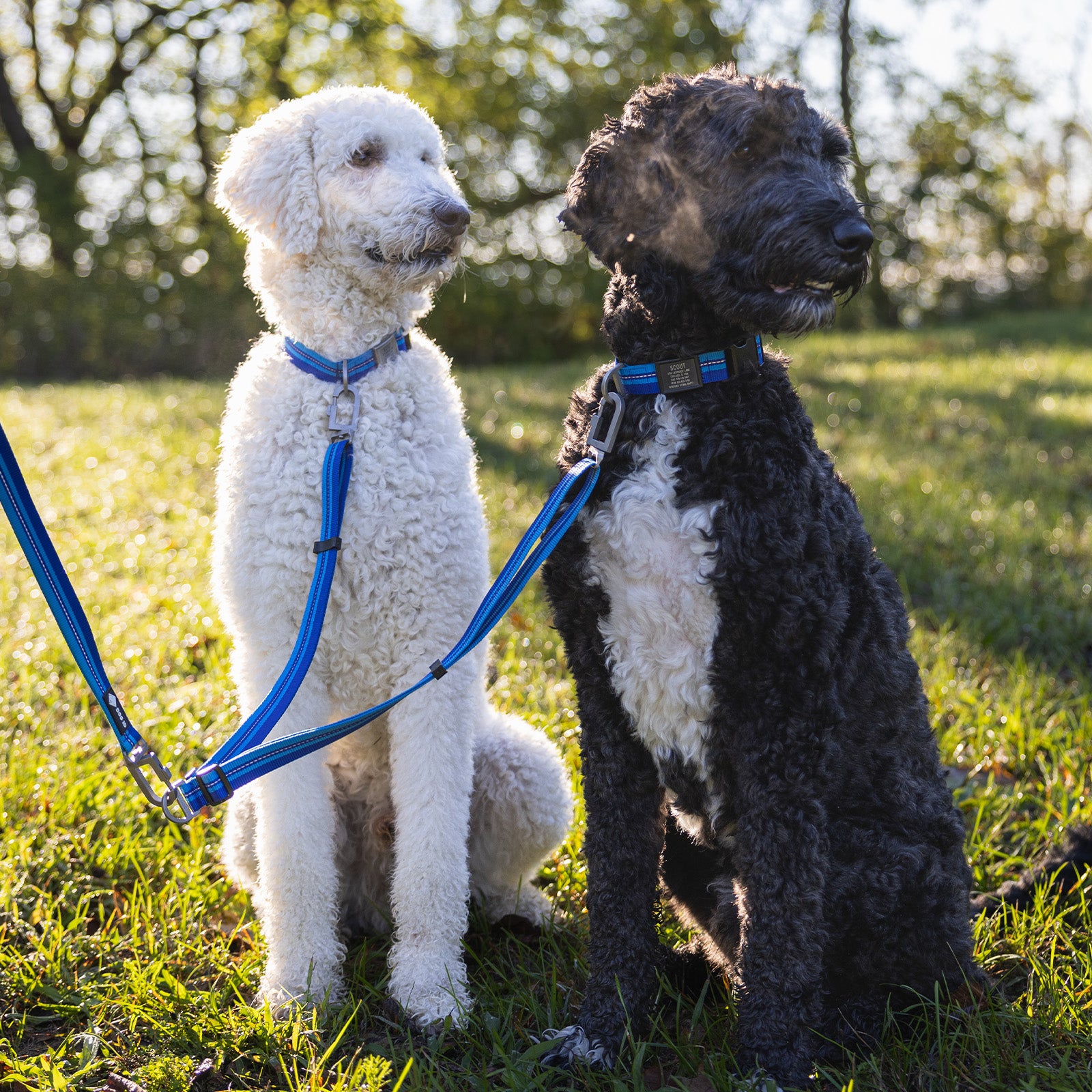 Multi-Lead Leash   