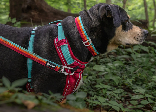 Harness