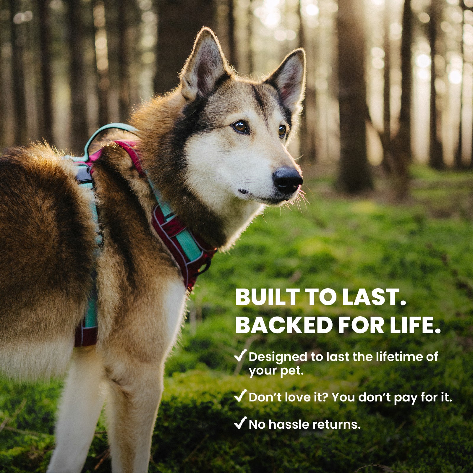 No-Pull Harness + ID ID