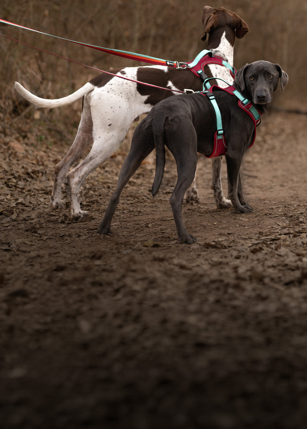 Two dogs wearing No-Pull Harness bundles walking on a dirt path with a blurred natural background