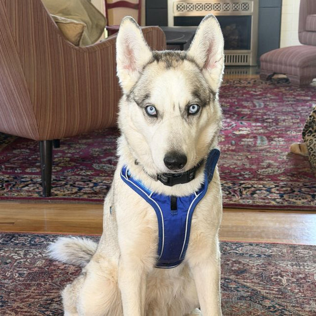 Cheryl P.'s dog wearing DOG iD no-pull harness — verified buyer review photo, escape-proof fit
