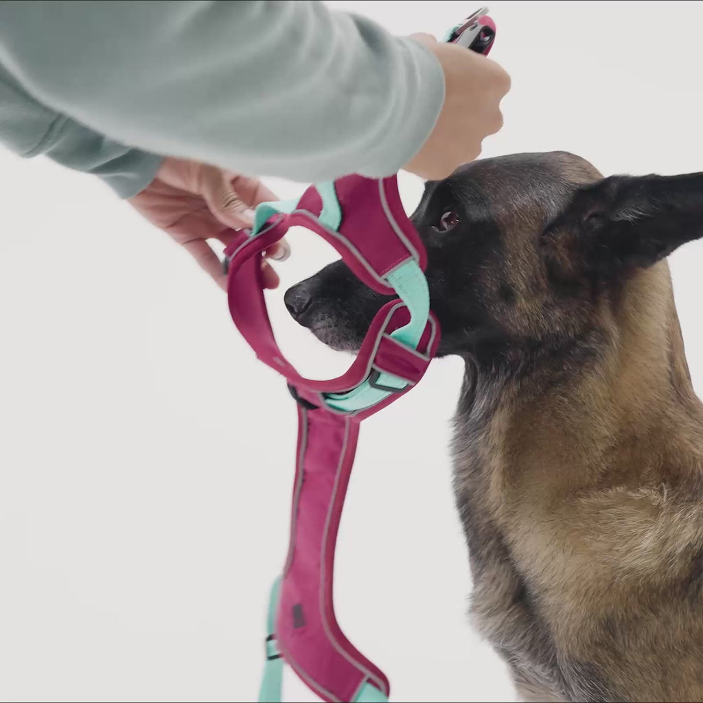 Harness + ID + Leash ID